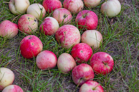 Freshly picked red apples scattered on the grass in an orchard on late summer day. Concept of...