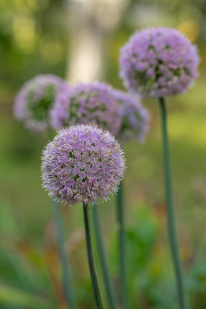 Blooming ornamental Allium flowers in a garden on a sunny day with soft green background. Concept of...