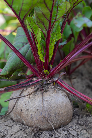 Large organic beetroot growing in soil with vibrant red stems and green leaves in a garden on a sunny day. Concept of home gardening, organic farming, and healthy vegetable harvestの写真素材