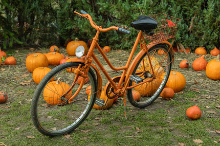 Vintage orange bicycle parked among pumpkins in autumn garden on a sunny day. Concept of seasonal...