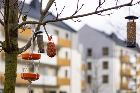 Tit bird perched on a tree branch near hanging feeders with seeds, peanuts, and terracotta bowls in an urban garden setting on a cloudy day. Wildlife care, birdwatching and eco-friendly livingの写真素材