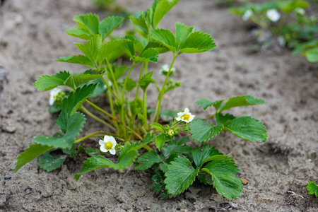Young strawberry plant with vibrant green leaves and delicate white flowers growing in a garden bed. Organic farming, spring gardening and natural growthの写真素材