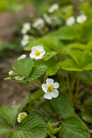 Close-up of blooming white strawberry flowers with green leaves in a garden bed on a spring day. Gardening, renewal of nature, organic farming and fresh seasonal growth in a natural environmentの写真素材
