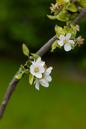 Macro shot of pristine white apple tree blossoms on a slender branch set against a lush green blurred background in spring. Symbol of renewal, fresh growth, gardening and the beauty of seasonal natureの写真素材