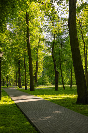 Paved walking path in a lush green park surrounded by tall trees on a sunny day. Tranquility, outdoor recreation and the beauty of nature in a serene, shaded forest environmentの写真素材