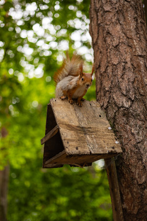 Adorable squirrel sitting on a wooden birdhouse attached to a tree trunk in a green forest on a sunny day. Wildlife, nature photography, and small animals living in harmony with the environmentの写真素材