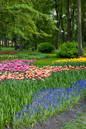Colorful tulip flower beds in a scenic park, surrounded by lush green trees and bushes on a sunny spring day. Natural beauty, outdoor recreation, and vibrant floral landscapesの写真素材