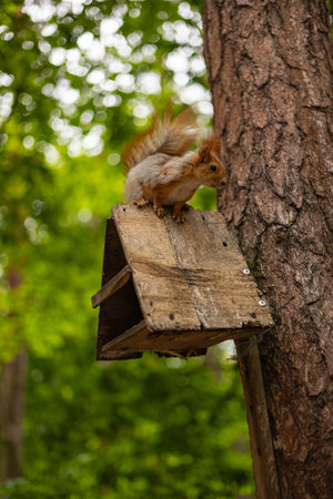 Curious red squirrel sitting on a wooden birdhouse attached to a tree trunk in a lush green forest on a sunny day. Wildlife, nature exploration, animal behavior and forest ecosystemの写真素材