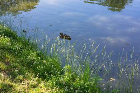 Mother duck swimming gracefully on a calm pond with her duckling, surrounded by lush green grass and blooming clover on a sunny day. Family, wildlife, peaceful nature and summer beautyの写真素材