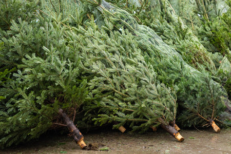 Freshly harvested Christmas trees bundled with netting and stacked in rows, ready for sale at a festive holiday market. Traditional Christmas decor and seasonal preparation for winter celebrationsの写真素材