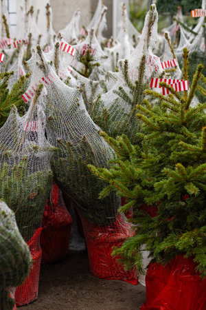 Potted Christmas trees with roots wrapped in protective netting and placed in red pots, ready for sale at a festive market. Holiday decor, eco-friendly tree farming and winter seasonal traditionsの写真素材
