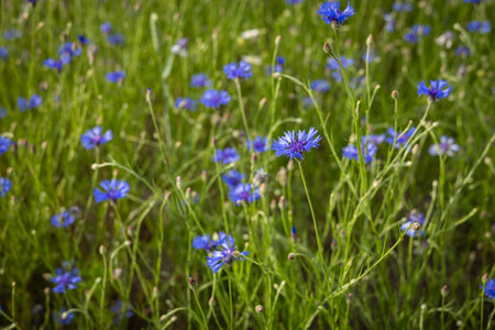 Blooming blue cornflowers in a lush green meadow on a sunny summer day. Wildflowers, natural beauty and rural landscapes with vibrant floral colors under soft sunlight in a tranquil fieldの写真素材