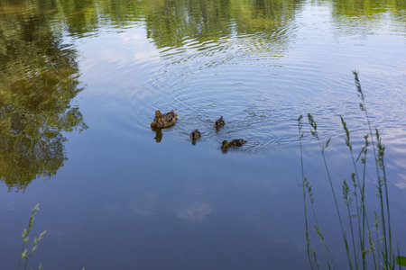 Mother duck swimming with her ducklings in a calm blue pond on a sunny day, with ripples in the water and reflections of trees, creating a peaceful wildlife scene in the summerの写真素材
