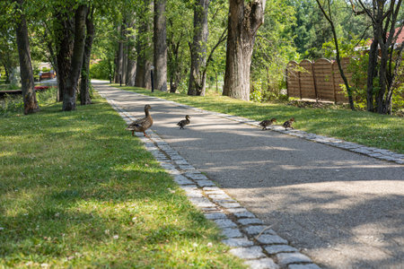 Mother duck and ducklings crossing a park pathway surrounded by green grass and tall trees on a sunny summer day. Wildlife in nature, family and careの写真素材