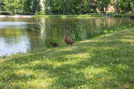 Wild duck with her fluffy duckling walking on a grassy riverbank surrounded by tall green reeds and calm water on a sunny day. Wildlife, nature, peaceful outdoor scene and animal familyの写真素材