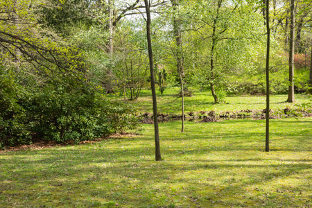 Serene forest landscape with lush green trees and bushes on a sunny day, soft shadows on the grass, and a peaceful stream flowing through the backgroundの写真素材