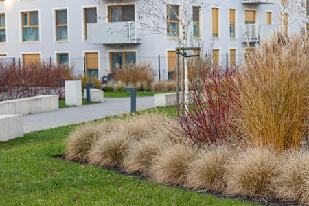 Beautiful urban landscaping in a modern residential courtyard with ornamental grasses, red branches and young trees on a green lawn. Sustainable gardening, urban nature and eco-friendly designの写真素材