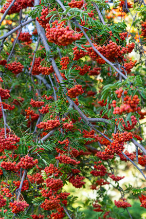 Bright clusters of red rowan berries on tree branches with green leaves in autumn park on a sunny day. Seasonal nature, wild edible fruits, forest harvest, biodiversity and botanical beautyの写真素材