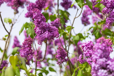 Beautiful lilac flowers in full bloom on a bright spring day with green leaves and branches against a soft sky background. Seasonal beauty, floral fragrance, nature awakening and garden aestheticsの写真素材