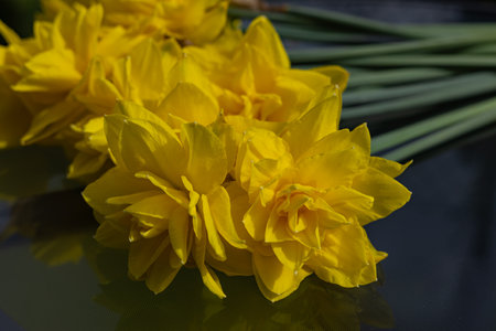Vibrant yellow double daffodils with delicate layered petals and long green stems lying on a reflective glass table. The sunlight enhances the vivid colors, creating a fresh and warm spring moodの写真素材