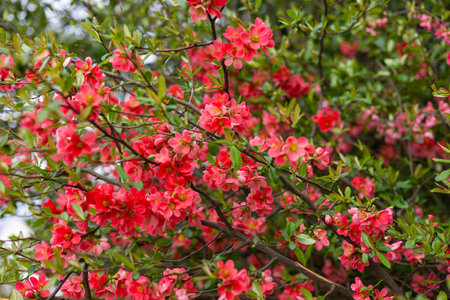 Vibrant pink Chaenomeles blossoms on lush green branches in full spring bloom. Stunning floral background with delicate petals and soft bokeh, capturing the essence of seasonal beauty and renewalの写真素材