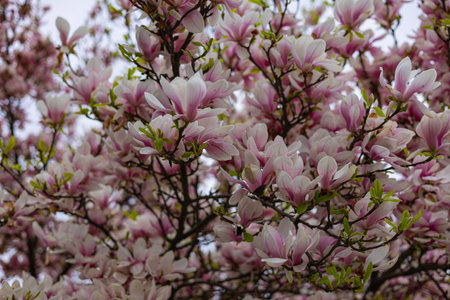 Magnolia tree in full bloom with delicate pink and white flowers and fresh green leaves on thin branches against a soft bright sky. Beauty of nature, renewal, tranquility and seasonal awakeningの写真素材