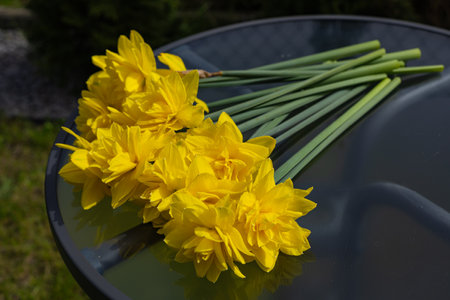 Freshly picked bouquet of bright yellow double daffodils with long green stems lying on a reflective glass table outdoors in sunlight. Spring flowers, beauty of nature, gardening and seasonal bloomの写真素材