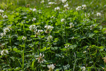 Close-up of a green meadow covered in blooming white clover flowers with fresh leaves and tall grass in bright sunlight. Ecology, organics, rural living, harmony with the environmentの写真素材