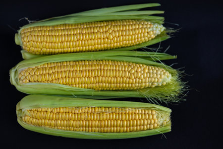 Three ripe ears of sweet corn with partially peeled green husks revealing bright yellow kernels, neatly arranged on a dark surface. Fresh farm produce, organic vegetables and healthy eatingの写真素材