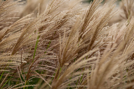 Close-up view of golden ornamental grasses swaying in the wind in a natural field during autumn. Nature, seasons, seasonal textures, earthy colors and tranquilityの写真素材