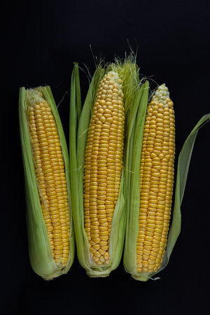 Three fresh ears of corn with bright golden kernels partially wrapped in green husks, arranged in a row against a black background. Food, healthy eating, agriculture and natural farm produceの写真素材
