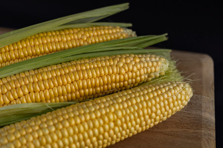 Fresh sweet corn cobs with green husks on wooden cutting board against dark background. Close-up of...