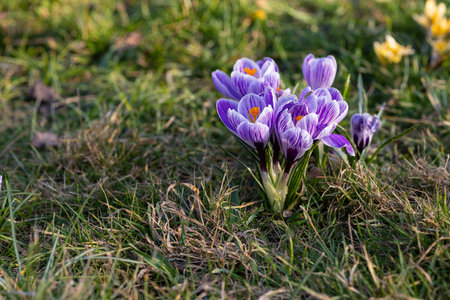 Delicate beautiful purple crocuses with vibrant petals and bright orange stamens blooming in green grass on a sunny spring day. Arrival of spring, awakening of nature and seasonal renewalの写真素材