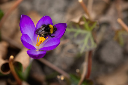 Close-up of a bumblebee collecting nectar from a vibrant purple crocus flower in early spring. The delicate petals and bright orange stamens contrast with the fuzzy black and yellow bumblebeeの写真素材