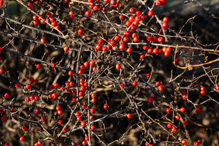 Bright red berries on tangled, dry branches of a wild bush in late autumn, illuminated by sunlight. Seasonal nature, wilderness and organic textures. Perfect for backgrounds and natural designsの写真素材
