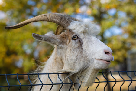 Curious domestic goat with long curved horns and thick beard looking over the metal fence in rural farm on sunny autumn day. Livestock, countryside lifestyle, farm animals and agricultureの写真素材