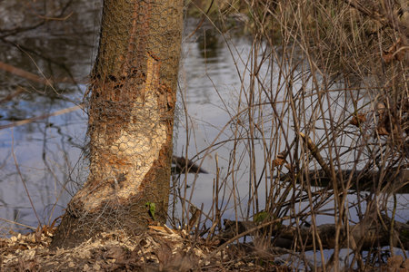Tree trunk partially gnawed by beavers with protective wire mesh near a riverbank in a natural environment. Nature conservation, animal behavior, environmental protection and habitat interactionの写真素材