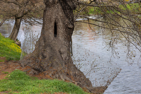 Old tree with hollow trunk growing by the riverbank surrounded by protective mesh wire on early spring day in park. Nature conservation, river ecosystem and environmental protectionの写真素材
