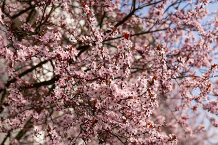 Blooming cherry tree with vibrant pink flowers on a sunny spring day. Beauty of nature, importance of preserving green urban spaces and protecting the environment for future generationsの写真素材