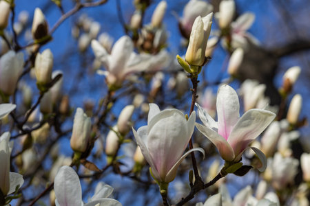 Close-up of Magnolia flower buds and blossoms on tree branches against clear blue spring sky. Botanical diversity, early blooming species and ornamental horticulture in temperate climateの写真素材
