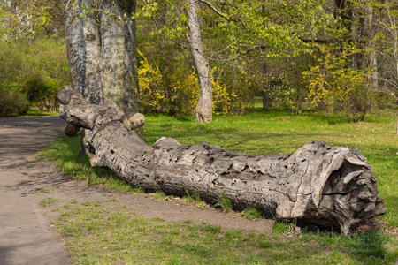 Weathered fallen tree trunk lying on grassy forest path in spring park with young foliage and blooming yellow shrubs in background. Natural decay, woodland habitat and seasonal vegetationの写真素材