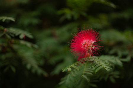 Exotic red powder puff Calliandra flower with fine, silky filaments and soft radial texture, set...