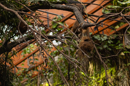 Hanging bird nests on tree branches in tropical botanical garden under wooden roof structure surrounded by lush green plants and vines. Wildlife habitat, biodiversity and natural shelterの写真素材