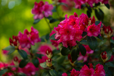 Close-up of vibrant red rhododendron flowers blooming in lush spring garden with sunlight and green...