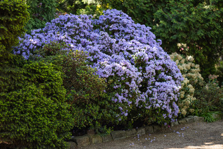 Beautiful blooming lilac rhododendron bush in landscaped botanical garden on sunny spring day with...