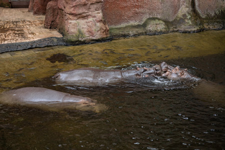Hippopotamuses swimming and interacting in zoo enclosure with natural habitat design on educational day for children. Wildlife conservation, zoological learning and animal protection awarenessの写真素材