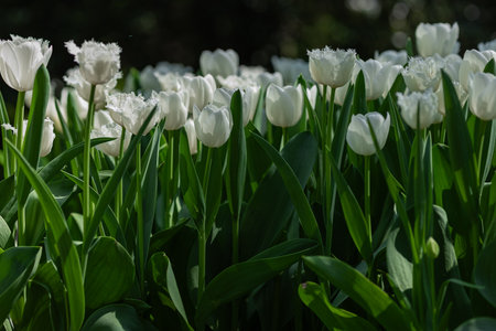 Beautiful white tulips blooming in spring garden with green leaves on a sunny day, highlighting the purity and elegance of nature. Botany, floral beauty, gardening and seasonal growthの写真素材