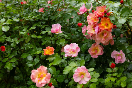 Blooming bush of vibrant pink and orange open rose flowers with glossy green leaves in summer garden. Natural floral beauty, botany, ornamental landscaping and biodiversity in urban natureの写真素材