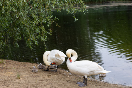 White swan family with fluffy cygnets resting on sandy riverbank in urban park on summer day. City wildlife, bird parenting, natural harmony and peaceful coexistence with natureの写真素材