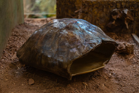 Close-up of giant tortoise shell on dry ground in zoo enclosure with natural lighting and earthy surroundings. Animal conservation, reptile anatomy and wildlife education in captivityの写真素材